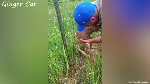 Kindness in Action: Animals Asking for Help That Restore Faith in Humanity