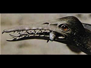 Rhamphorynchus: The "Seagull" of the Jurassic Period