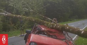 Tree crushes car at 100kmh: ‘It lined me up and took me out’