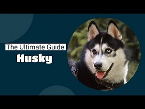 The Ultimate Guide to Huskies Everything You Need to Know!