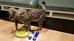 17 reactions | Cats in Love❤f5 and f1. But they are not allowed to mate yet  Too young. So only together under SUPER STRICT supervision! Because they adore each other  | Lovely Savannah Cats | Facebook