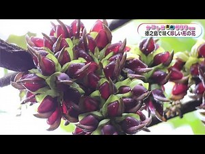 【かごしま南北600キロ】徳之島で咲く珍しい形の花（2023年4月4日放送）
