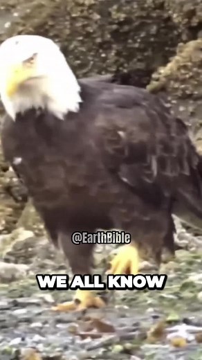 Earth Bible on TikTok