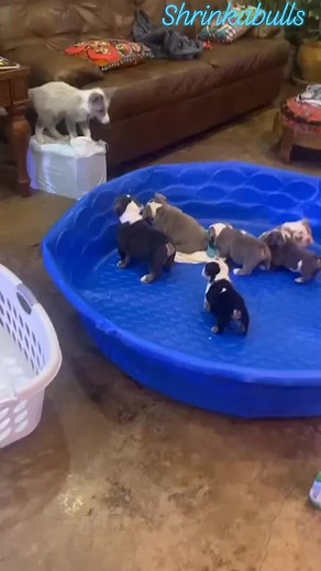 5M views · 98K reactions | Shrinkabulls World Famous on Reels | Facebook