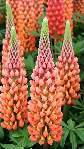 Beautiful Lupines: Tips for Vibrant Spring & Summer Blooms🌿