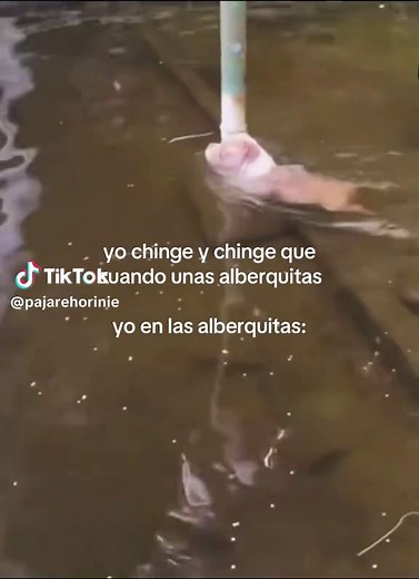 Albercas y diversión: ¡Quiero una piscina inflable!