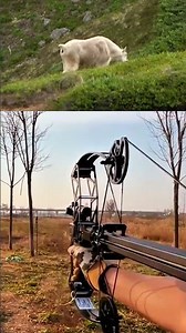 Archery Hunting Oryx | Clean & Responsible Bow Shot