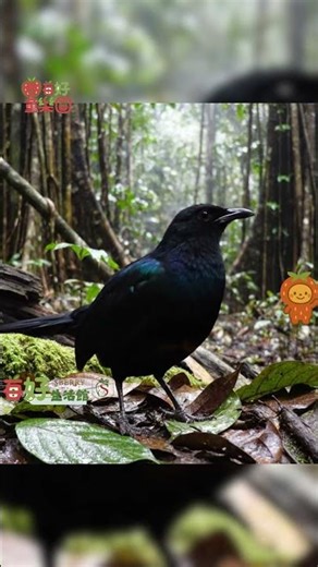 森林中的虹光：天堂鳥在雨中的華麗瞬間 🌈 Birds of Paradise: Iridescent Rainbow in the Rain #VEO3 #nature