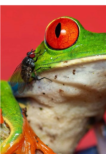 Viajé al norte de Nicaragua, a Finca Las Carmelitas, para hacer fotografía macro a una rana de ojos rojos 🐸📸 Gracias a @fincalascarmelitas @Pablo travel @Neo12.Art #ranadeojosrojos #rana #nicaragua #fincalascarmelitas #ivanexplores