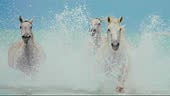 Slow Motion Powerful,Wild White Horses Galloping And Splashing In...