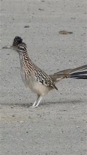 Road Runner Full Speed 😱⚠️ l #shorts #facts #birds