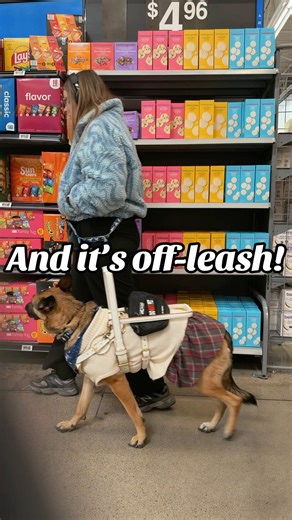 How does behave a real Service Dog that’s off leash? #servicedog #servicedoglife