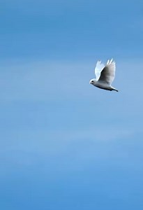 Snowy owl battles strong winds while hunting