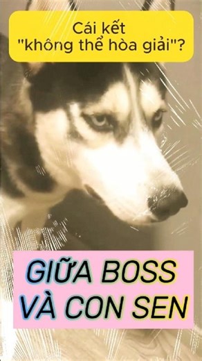 Khi Sen và Husky không thể hòa giải và cái kết 'tan cửa nát nhà' theo đúng nghĩa đen💀#funny #animals