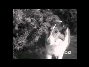 Lassie - Episode #367 - "The Little Christmas Tree" - Season 11, Ep. 15 - 12/20/1964