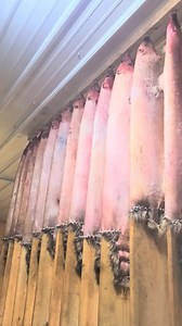 1.1K views · 84 reactions | Iowa Trapper on Reels | Facebook