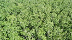 Aerial Fly Over Rubber Plantation Thailand Stock Footage Video (100% Royalty-free) 1040715395 | Shutterstock