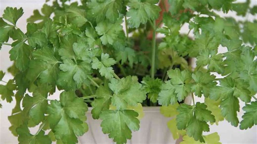 How to plant parsley in April in pots step by step