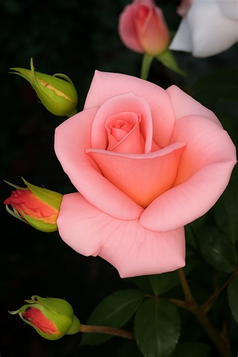 A rose blooms in perfect harmony with nature — soft petals, gentle light, and moments that feel calm, magical, and timeless 🍃💗 #Rose 🌹 #NatureLovers 🍃 #NatureMagic ✨ #NatureMoments 🌿 #NaturePerfection 🍀 | Blooming Flowers Nature