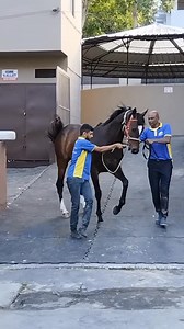 Cloud Seeder | Nitish Equine Photography