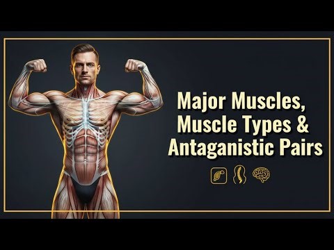 Muscular System: Major Muscles, Muscle Types & Antagonistic Pairs | Subjects Simplified