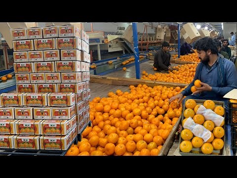 The Amazing Process of Washing, Drying, Waxing, and Grading of Oranges || Citrus Processing Line