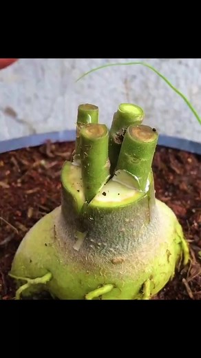 Guide to grafting Plumeria in a new way #rosegarden #rosegarden #plantingseeds #plantingroots #growing #growingtree #anthurium #anthuriumhybrid #flowerplant #flowers #roseflower #Growing #Planting #FlowerPlant #Anthurium #plantingroots #roses | Nico-Jackson-Zoey