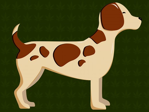 CBD Öl für Hunde: Erfahrungen, Dosierung & Wirkung