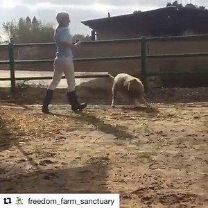 24K views · 377 reactions | This is so good...Gary the sheep doing what all animals want to do: happily living his life however he wants to. When I write #animalrights I'm really referring to one basic right, the right of every creature to live it's own life according to it's own will. | Moby | Facebook