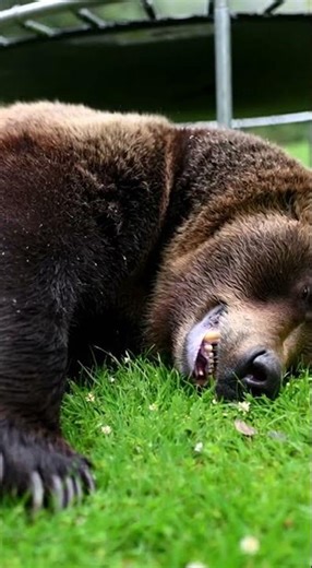 Alaska Bear Hunt: One Shot & He Falls from Majestic Mountain Peak #bearhunting #alaska #wildlife