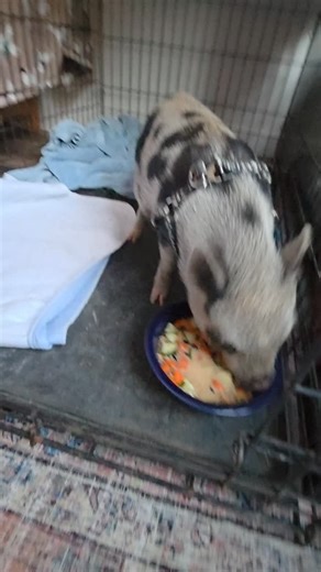 22 reactions · 3 comments | Welcome to the Roost Randall!!! #farmliving #farmlife #babypigs #piglets #julianapigs #julianapig | The Rost Roost | Facebook