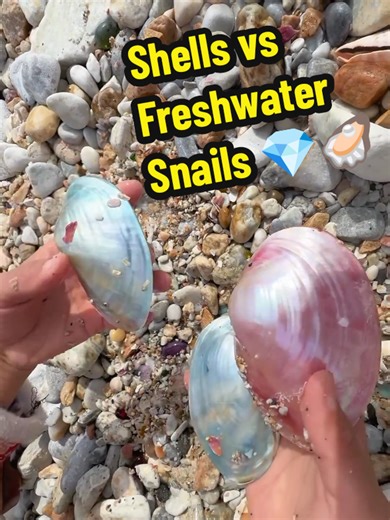 Exploring Shells and Freshwater Snails at the Beach