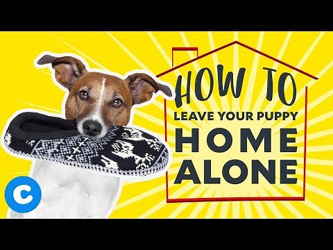 How to Leave Your Puppy Home Alone | Chewy