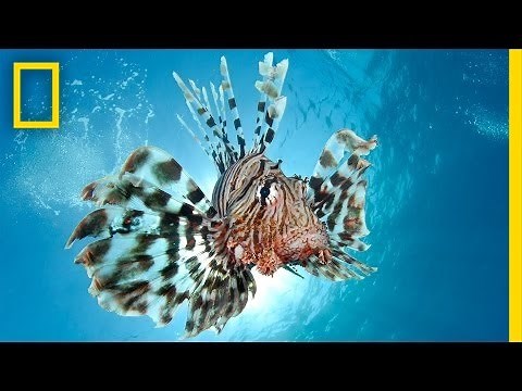Combating the Invasive Lionfish—by Wearing Them | National Geographic