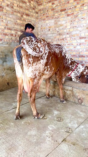 128K views · 5.4K reactions | Beautiful cow | Dairy Cow TV | Facebook