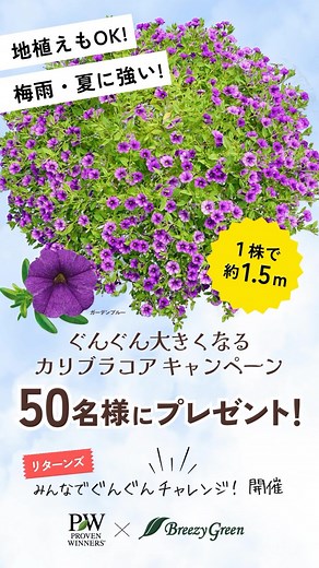 PW Japan 「届けたいのは、育つよろこび」 on Instagram: ". いつもPWをご愛顧いただきまして、ありがとうございます🙇‍♂️ 2025年春、PW×コメリ限定のあの #ぐんぐん大きくなるカリブラコア に期待の新色ガーデンブルーが登場✨ 「ぐんぐん大きくなるカリブラコア」と言えば、地植えでOKの1株で1.5mに育つ今までにないカリブラコア♪今年もみんなでぐんぐんチャレンジしてみませんか？今回ぐんぐんチャレンジいただける方50名様にプレゼントします。 【応募方法】 @provenwinners_japan をフォローお願します🙇‍♂️ @provenwinners_japan のプロフURLもしくはハイライトを✔し、応募フォームからご応募ください♪ 【応募期間】 ～3月30日(日) 【当選者数】 50名様 【プレゼント賞品】 #ぐんぐん大きくなるカリブラコアガーデンブルー 1ポット 【当選発表】 当選発表は、賞品の発送を以って代えさせていただきます。賞品の発送は4月上旬～中旬を予定しております。 今年もやります‼️みんなでぐんぐんチャレンジ💪 #ぐんぐん大きくなる