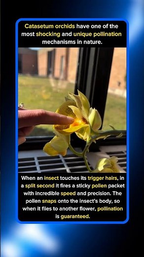 If You Touch This Plant It Will Shoot You