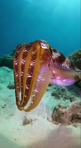 Mesmerizing Cuttlefish Color Change Underwater Drone #CuttlefishMagic