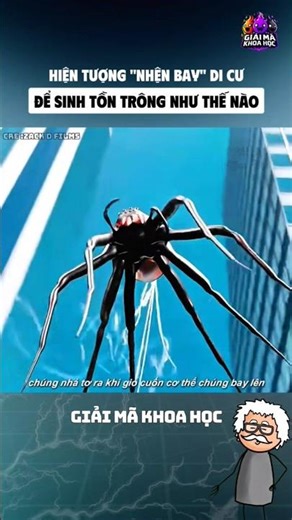 What does the phenomenon of "flying spiders" migrating for survival look like?