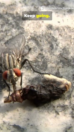 Mind blowing facts about flea’s you won’t believe #nature #insects #flea #facts #shorts