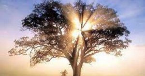 Viva la vida | Cristinaviolín