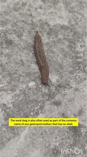 Slug /#insects #animals #biology #nature