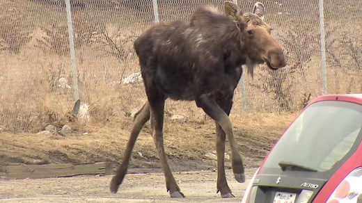 150K views · 1.2K reactions | Moose tranquilized in Calgary after...