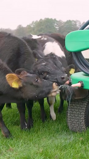 Feeding Cows On The Move