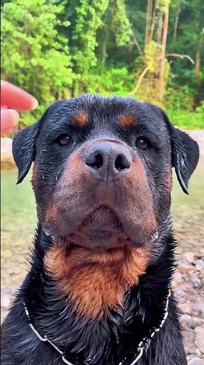 Rottweiler Problems Nobody Talks About