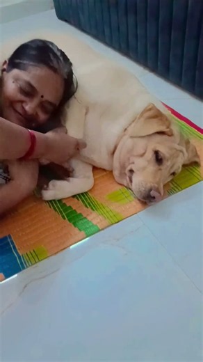 Cute labrador dog eva🐶bahut pyara baccha hai❤️ #shorts #viral #labrador #cutedog #trending #ytshorts