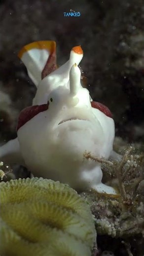 CLOWN FROGFISH – The Master of Disguise! 🐡🎭| TANKED IND | @tanked_ind