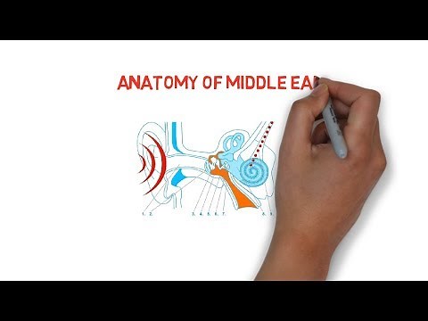 ANATOMY OF MIDDLE EAR