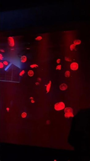 Mysterious Red Jellyfish in the Dark 🔴🌊 | Aquarium Moment