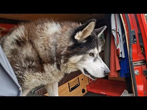 Beautiful Old Husky Gets Taken To One Of His Favourite Places